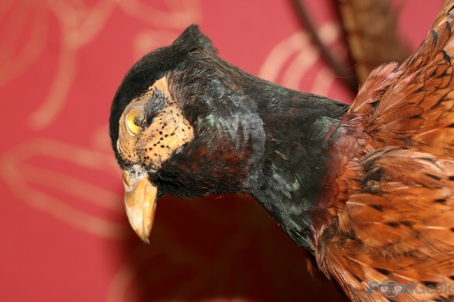 Bird